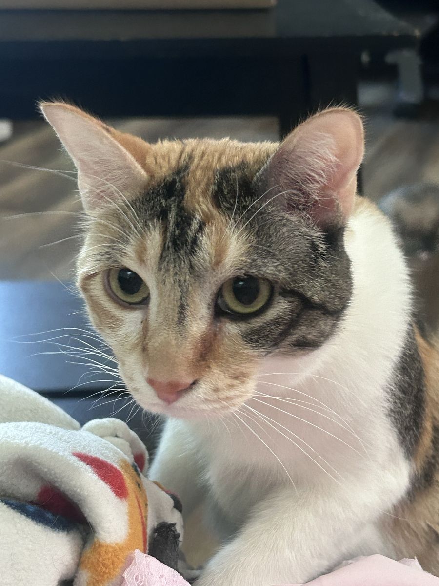 Calico Cat