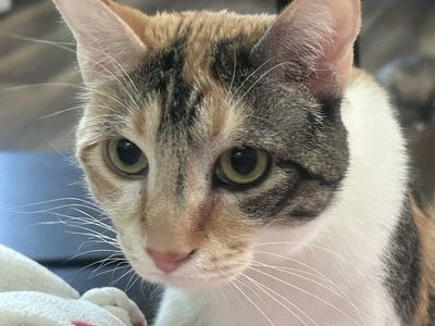 Calico Cat