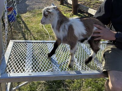 Nigerian Dwarf Pygmy Goats