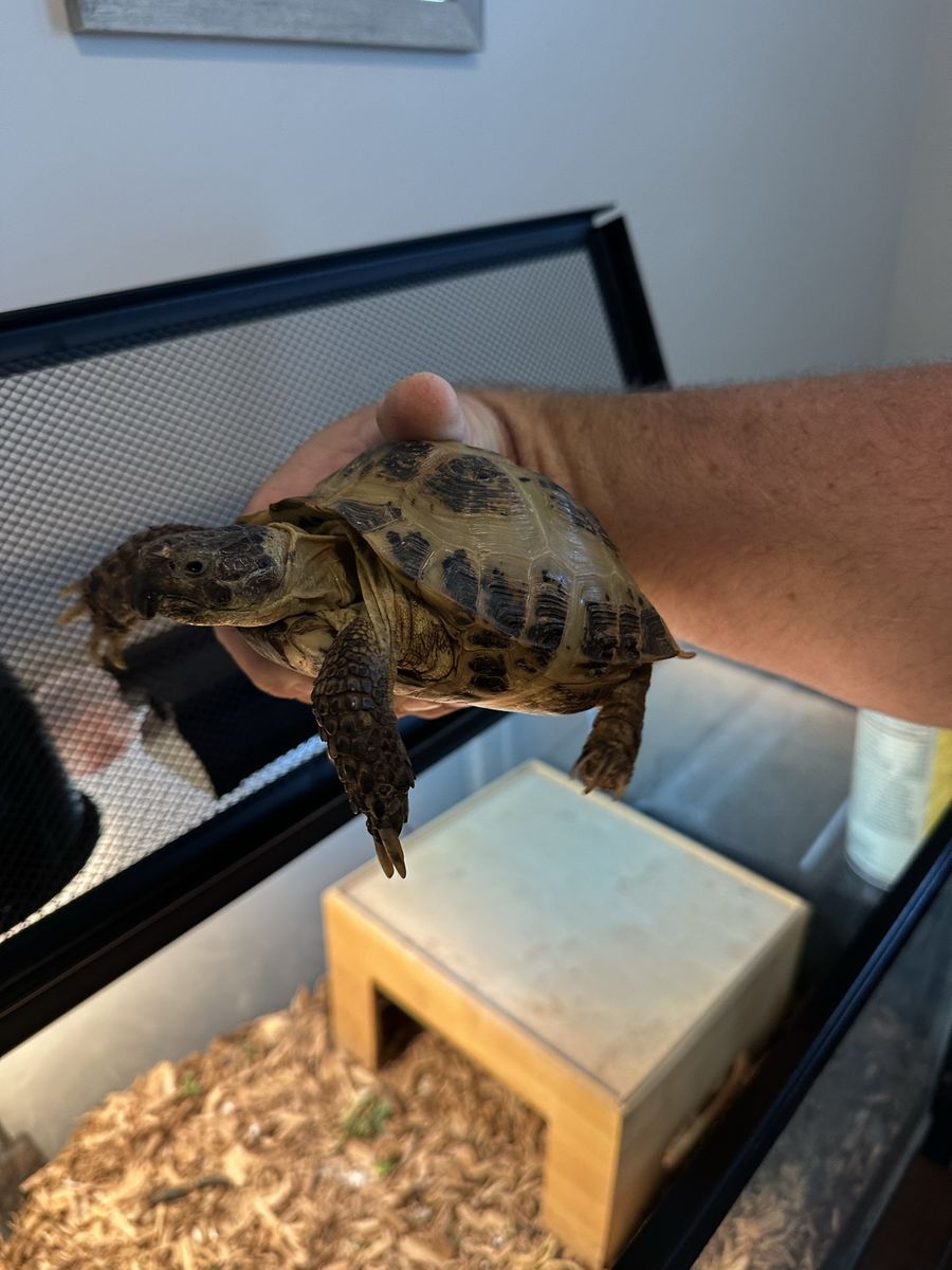 Russian Tortoise and Enclosure