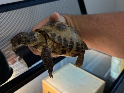 Russian Tortoise and Enclosure