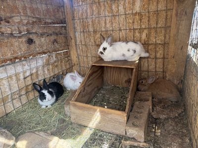 4 lion head rabbits