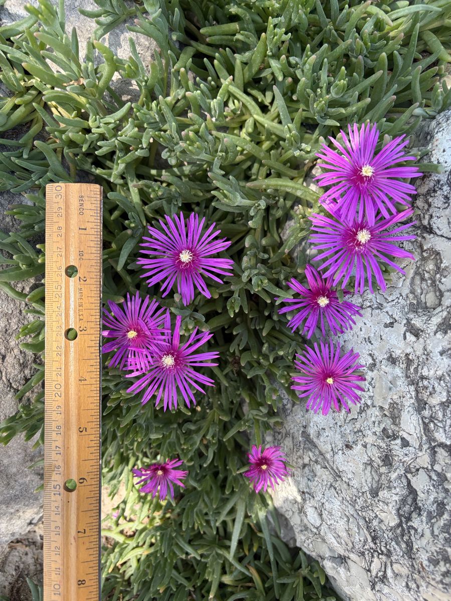 Ice plants (delosperma)