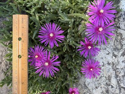 Ice plants (delosperma)