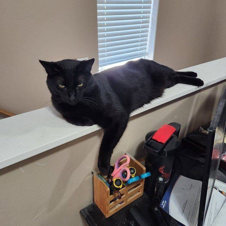 rehome or foster home my cat