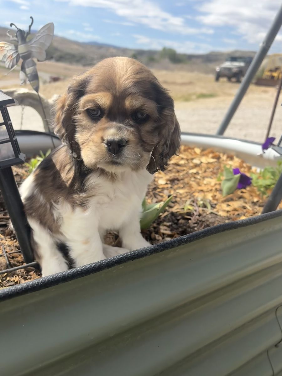 AKC Cocker Spaniel