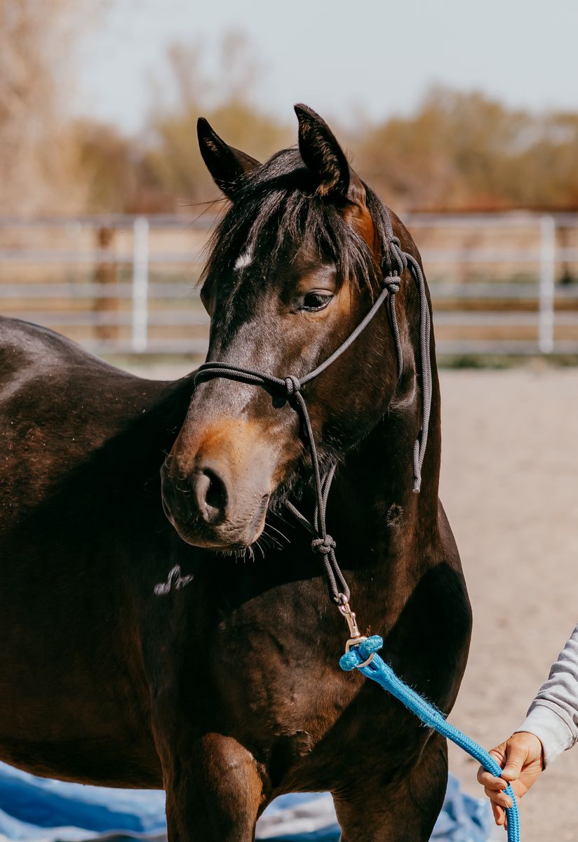 2 Year old bay AQHA gelding