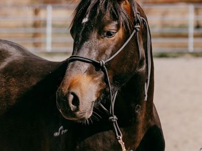 2 Year old bay AQHA gelding