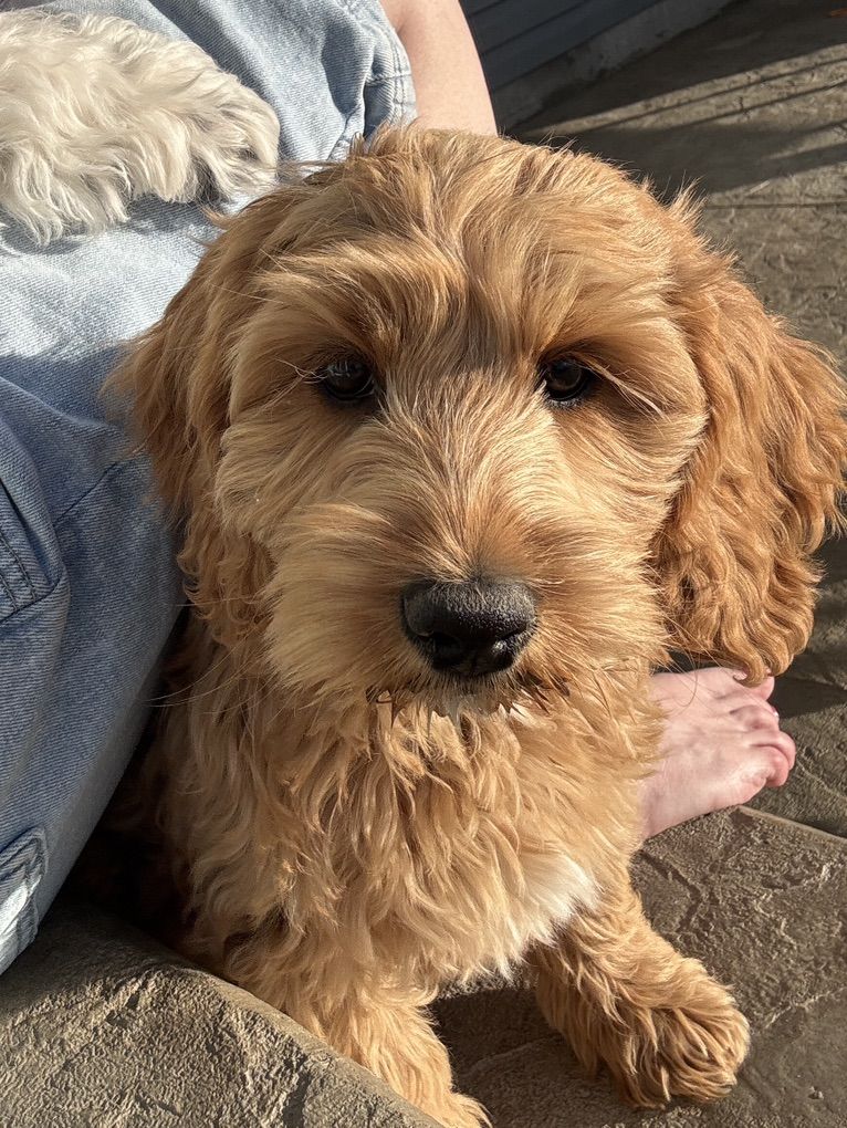 Adorable Multigenerational ALD