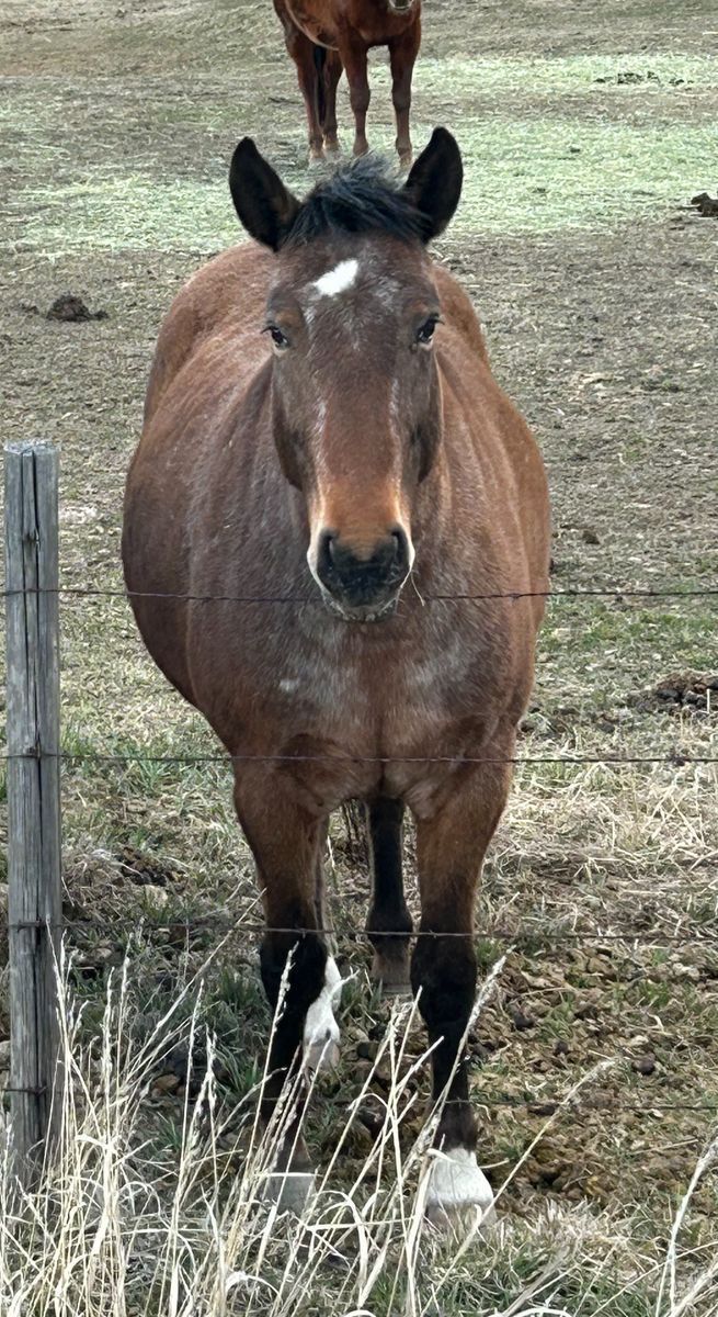 8 year old kids horse