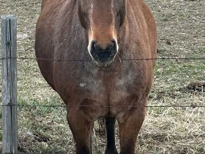 8 year old kids horse