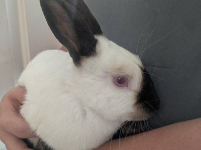 Rare Himalayan Bunny Looking for a Loving New Home!
