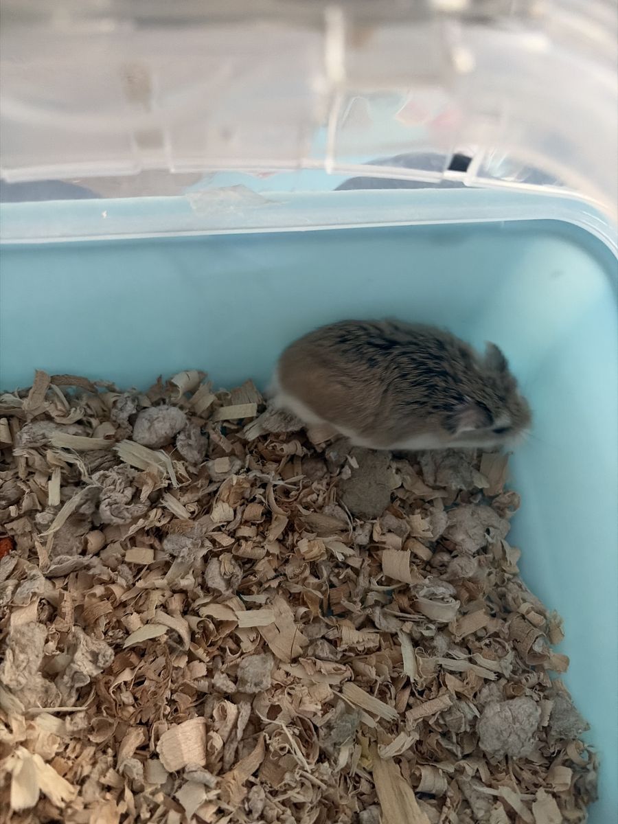 Female roborovski hamster