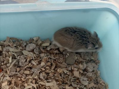 Female roborovski hamster