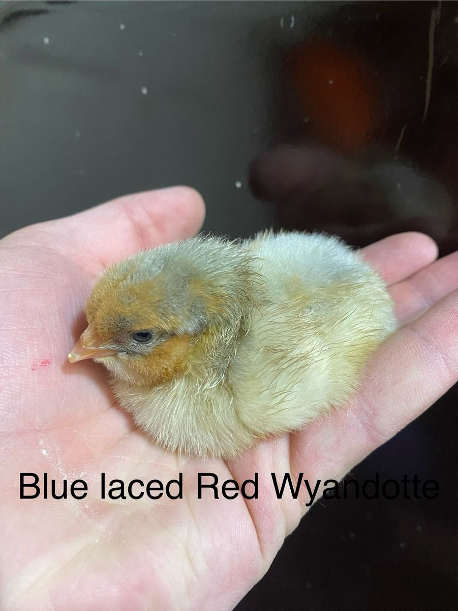 Blue laced Red Wyandotte Chicks SALE