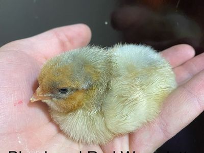 Blue laced Red Wyandotte Chicks SALE