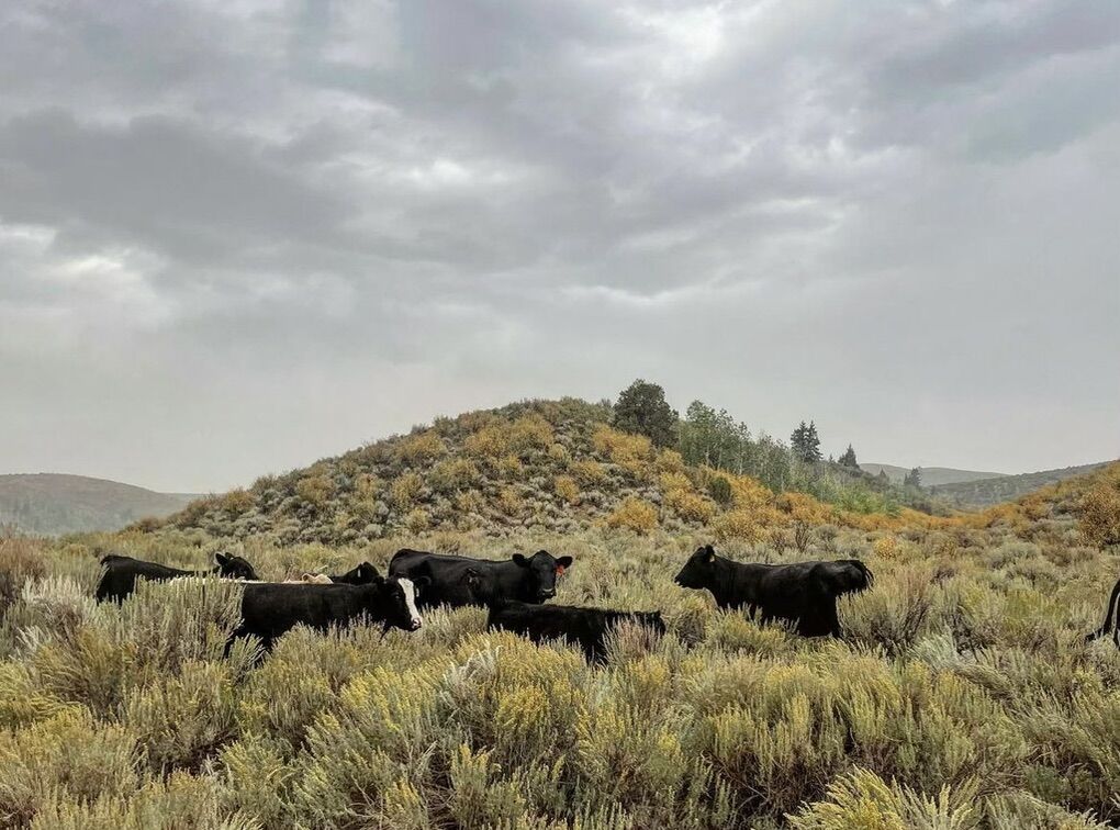 Grazing Lease Wanted