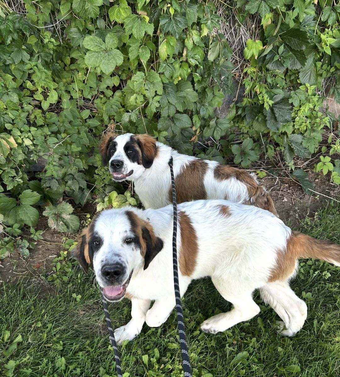 St. Bernard Boy and Girl for Sale to Loving Home