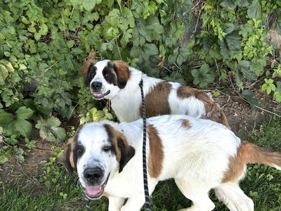 St. Bernard Boy and Girl for Sale to Loving Home