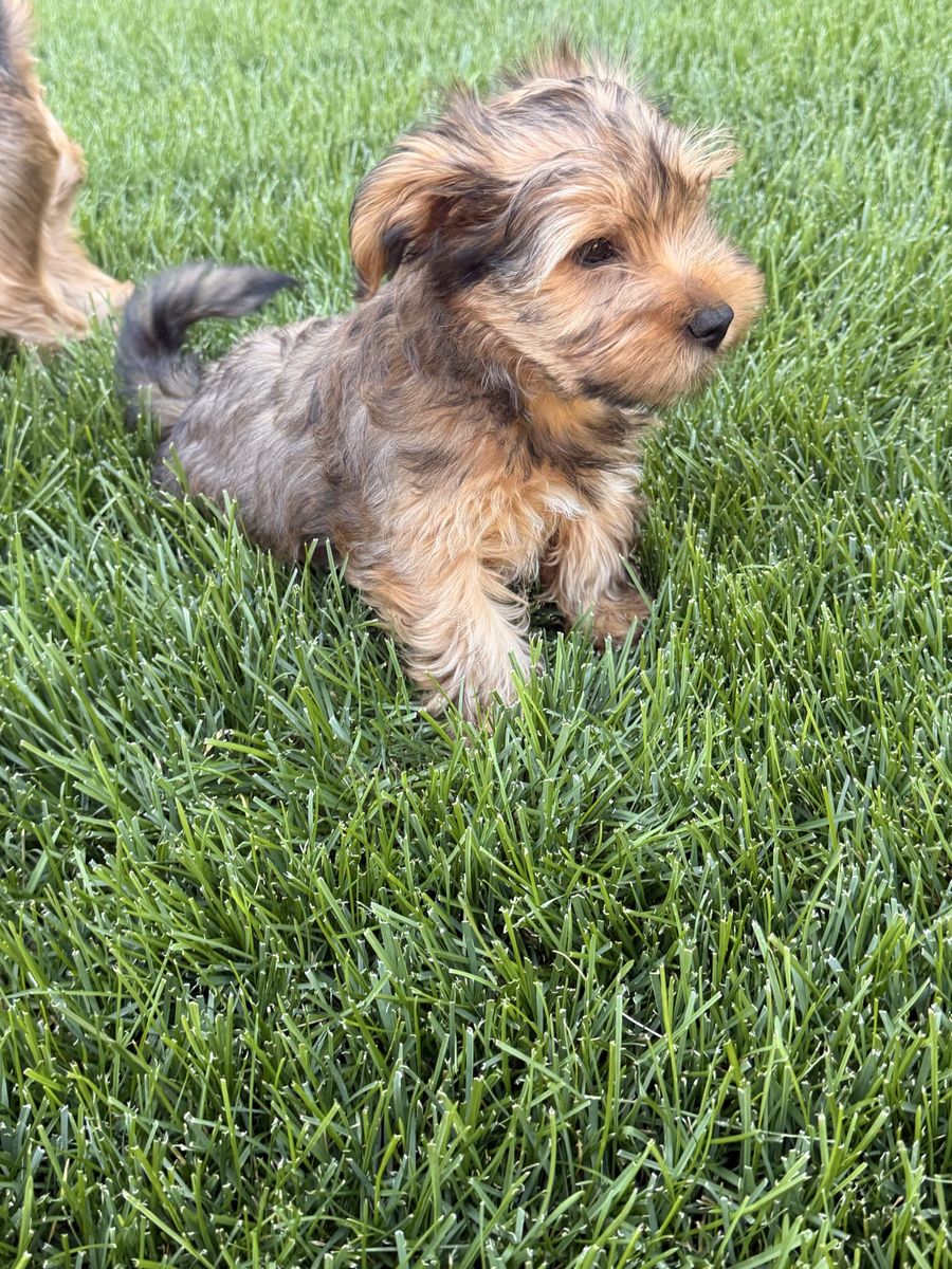 Beautiful Male Yorkie puppy!