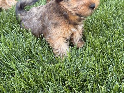Beautiful Male Yorkie puppy!