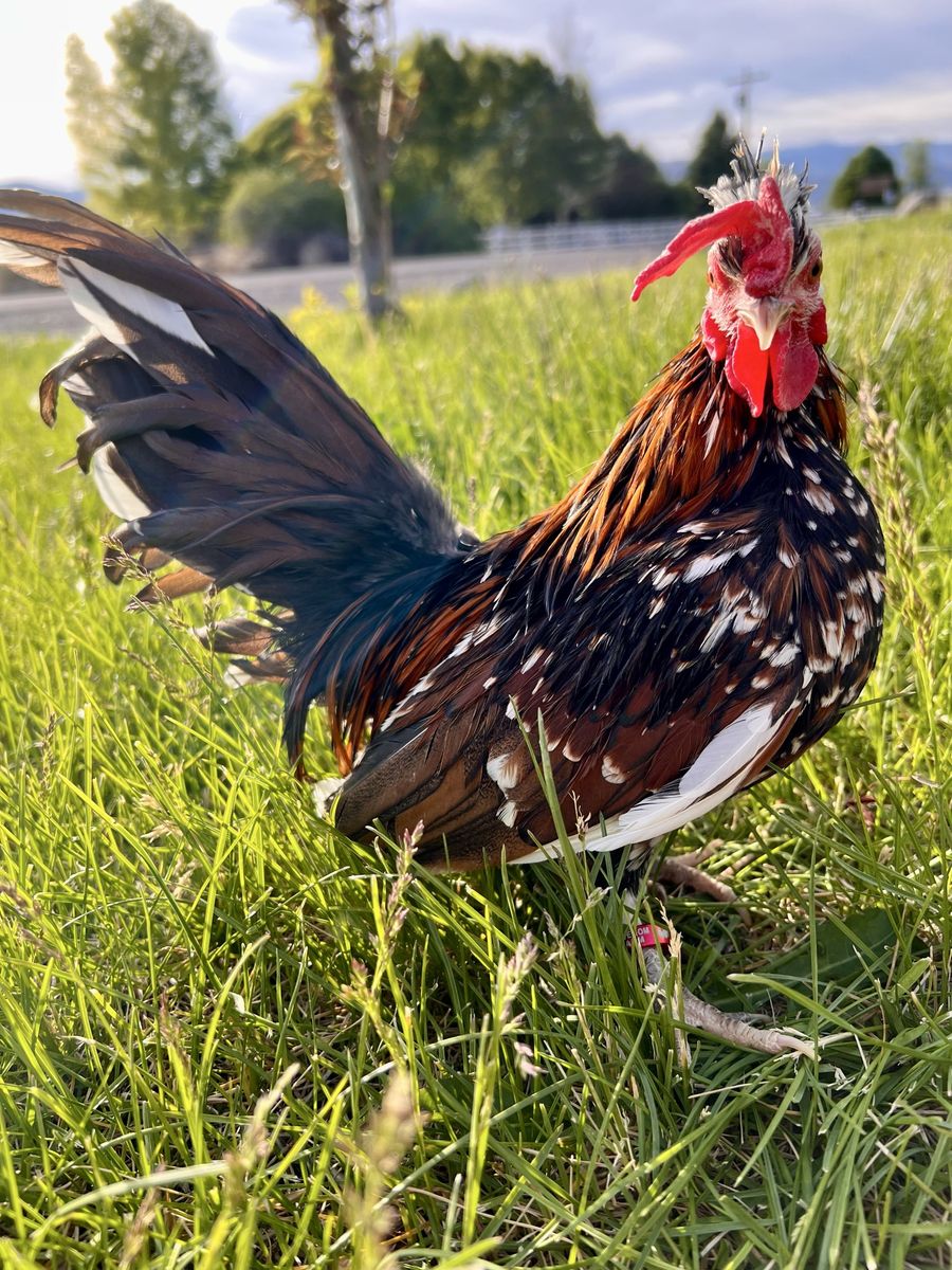 Kikiriki Rooster