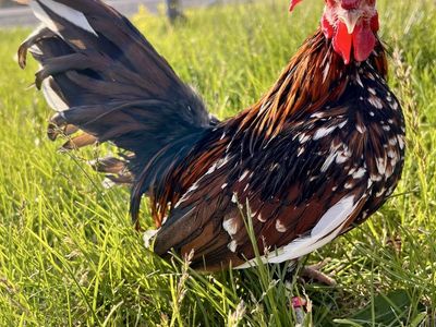 Kikiriki Rooster