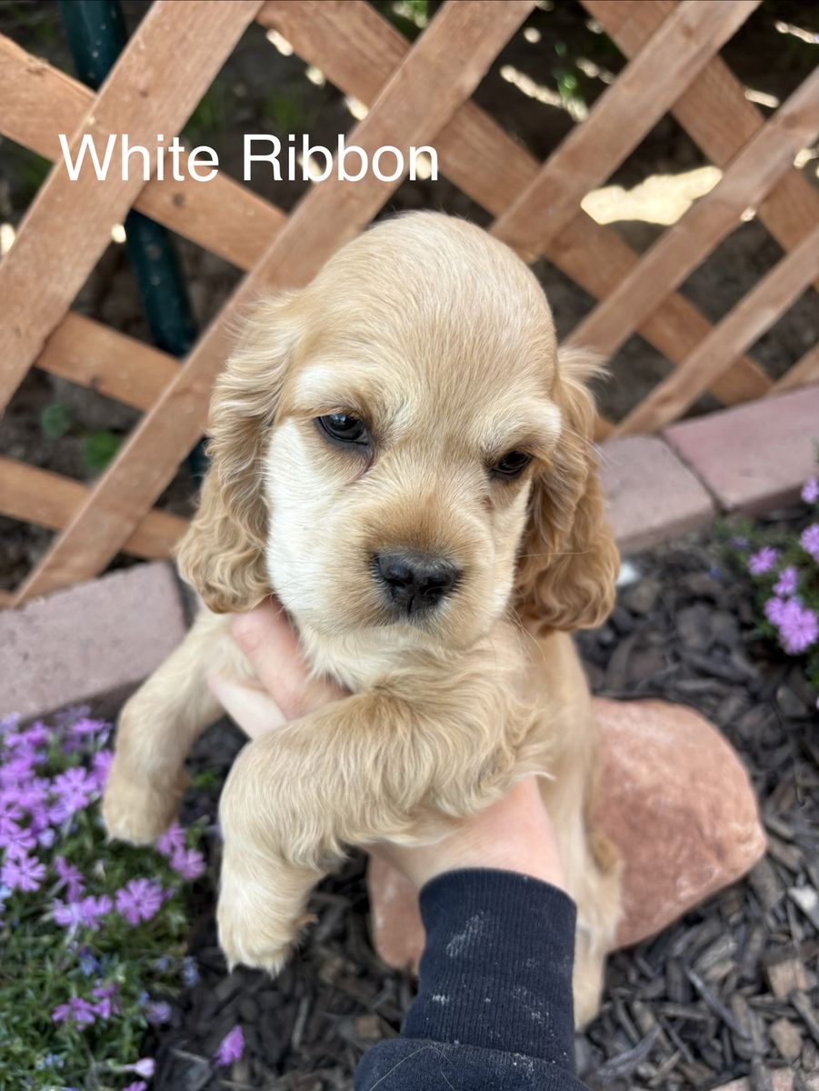 Easter Cocker Spaniel Puppies