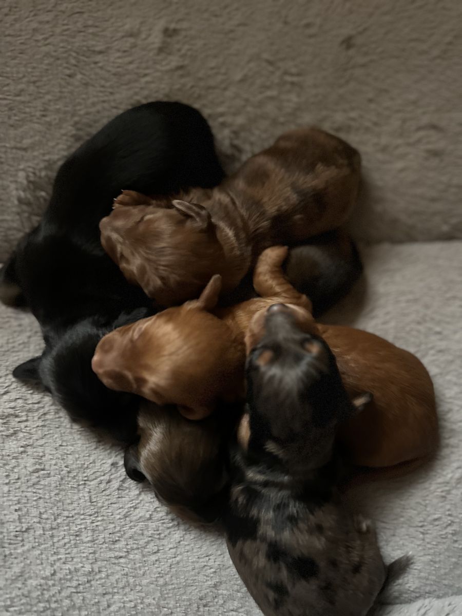 Long Hair Miniature Dachshund