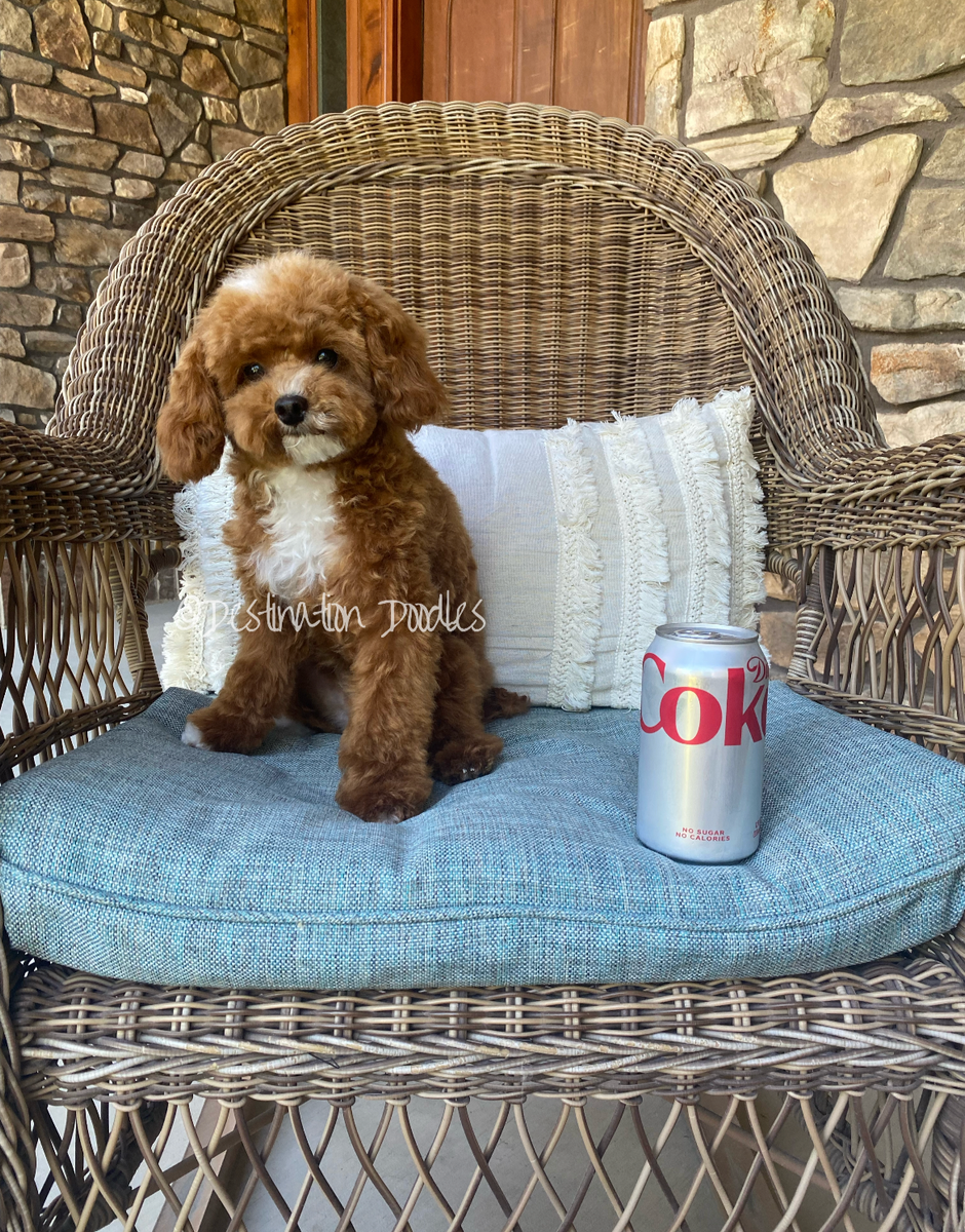 5lb AKC Toy Poodle Stud
