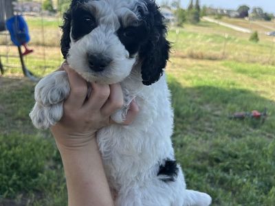 F1bb Mini Bernedoodle MALE