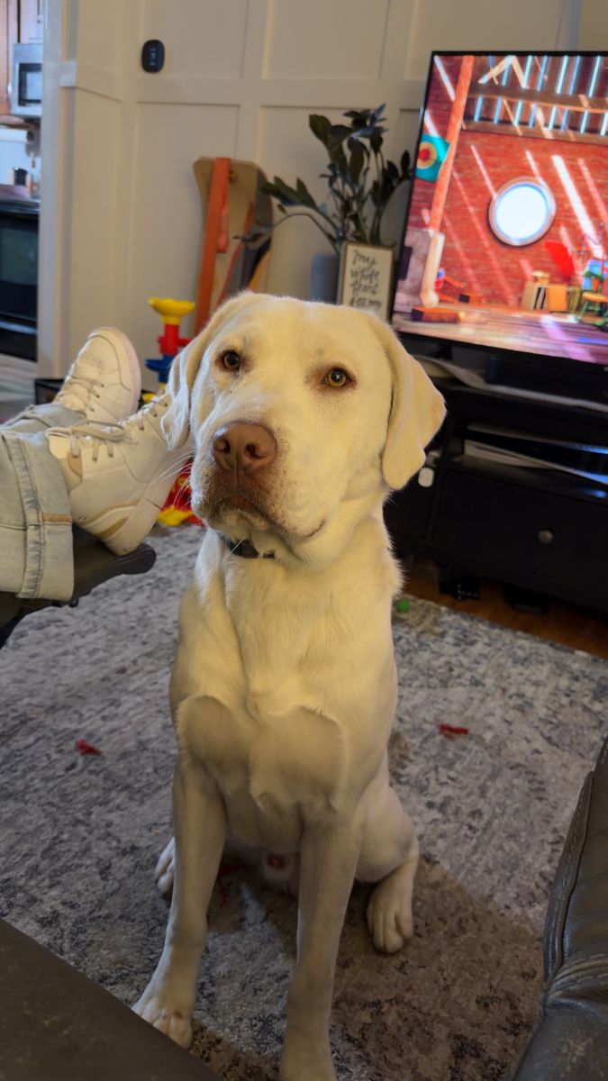 AKC Registered English Labrador Looking for the Right Home