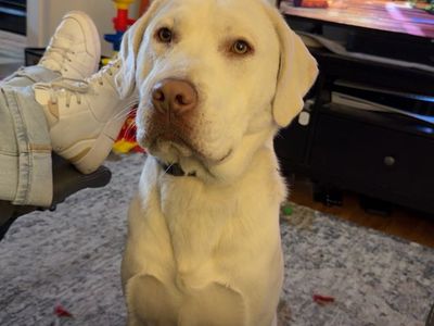 AKC Registered English Labrador Looking for the Right Home
