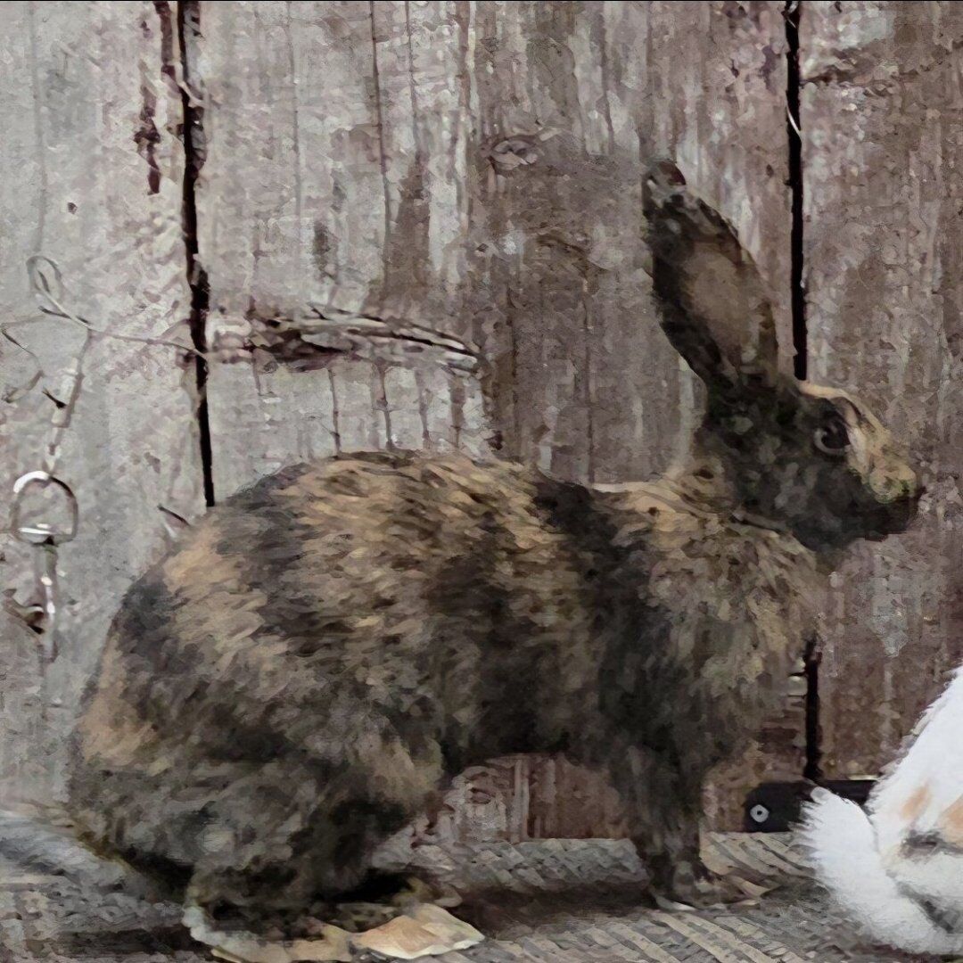 Rhinelander Sport Bunny Rabbit Doe