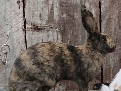 Rhinelander Sport Bunny Rabbit Doe