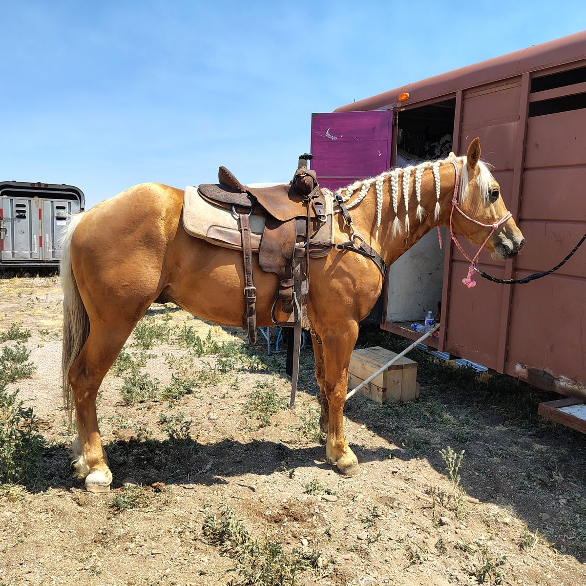 Palomino gelding