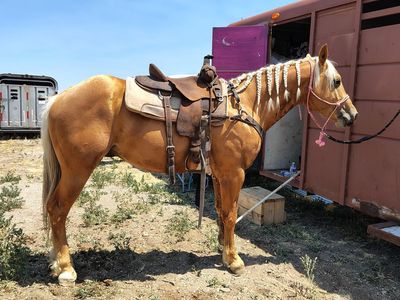 Palomino gelding