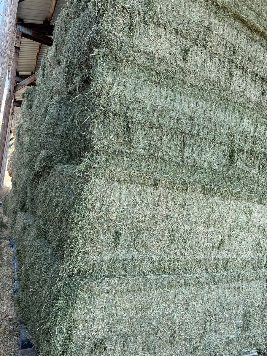 3rd Crop 3x4 Straight Alfalfa