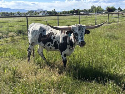 Automated Grass and Weed mower