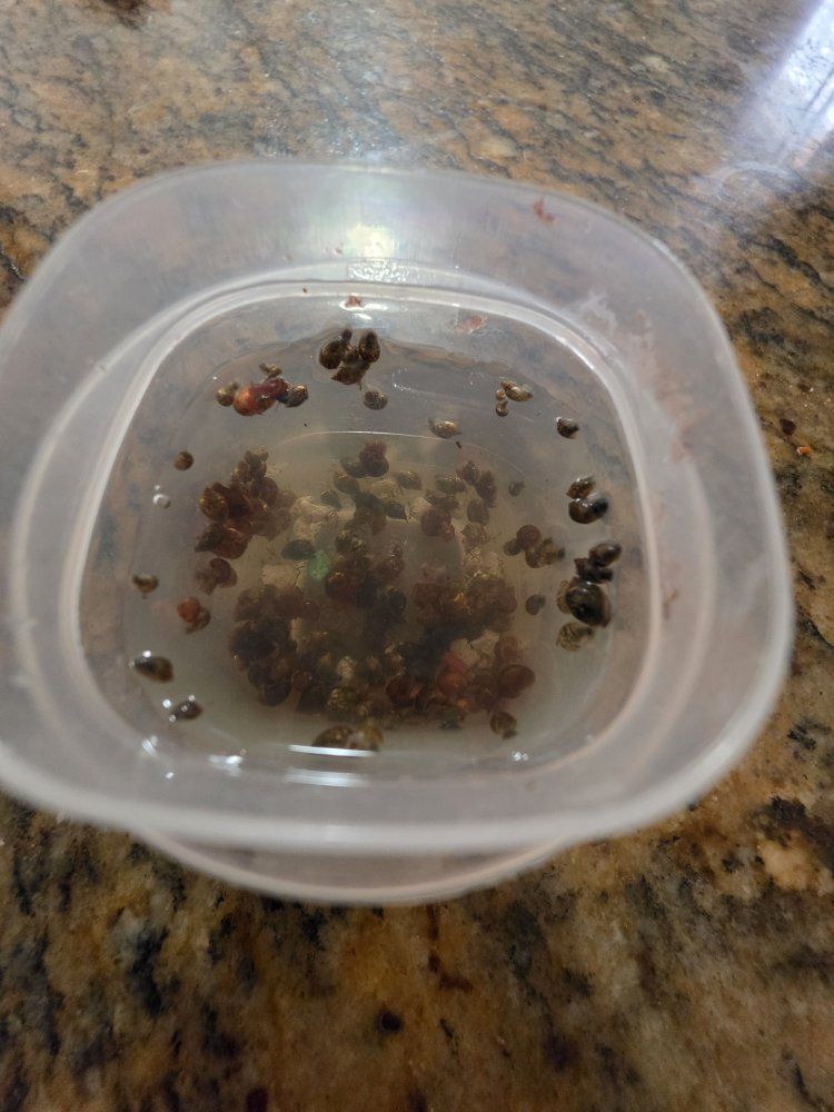 Bladder  Snails