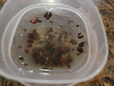 Bladder Snails