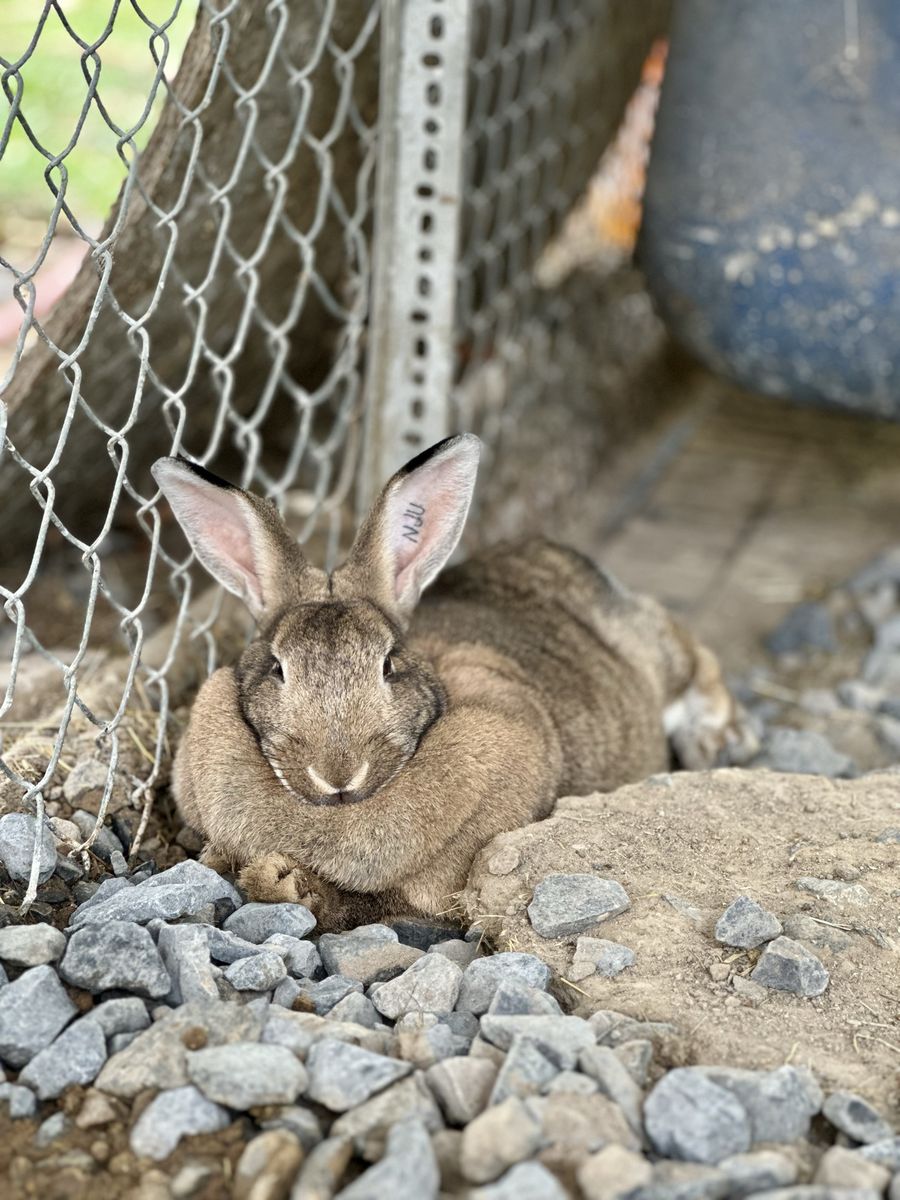 Pedigreed Proven Rex x American Chinchilla Doe
