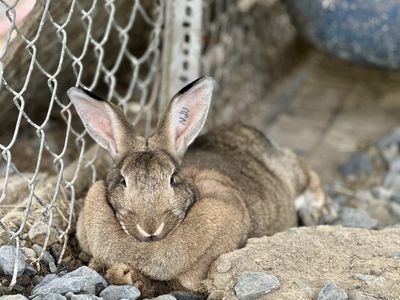 Pedigreed Proven Rex x American Chinchilla Doe