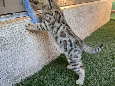 Exotic Fancy Purebred Male Bengal Kitten For Sale!