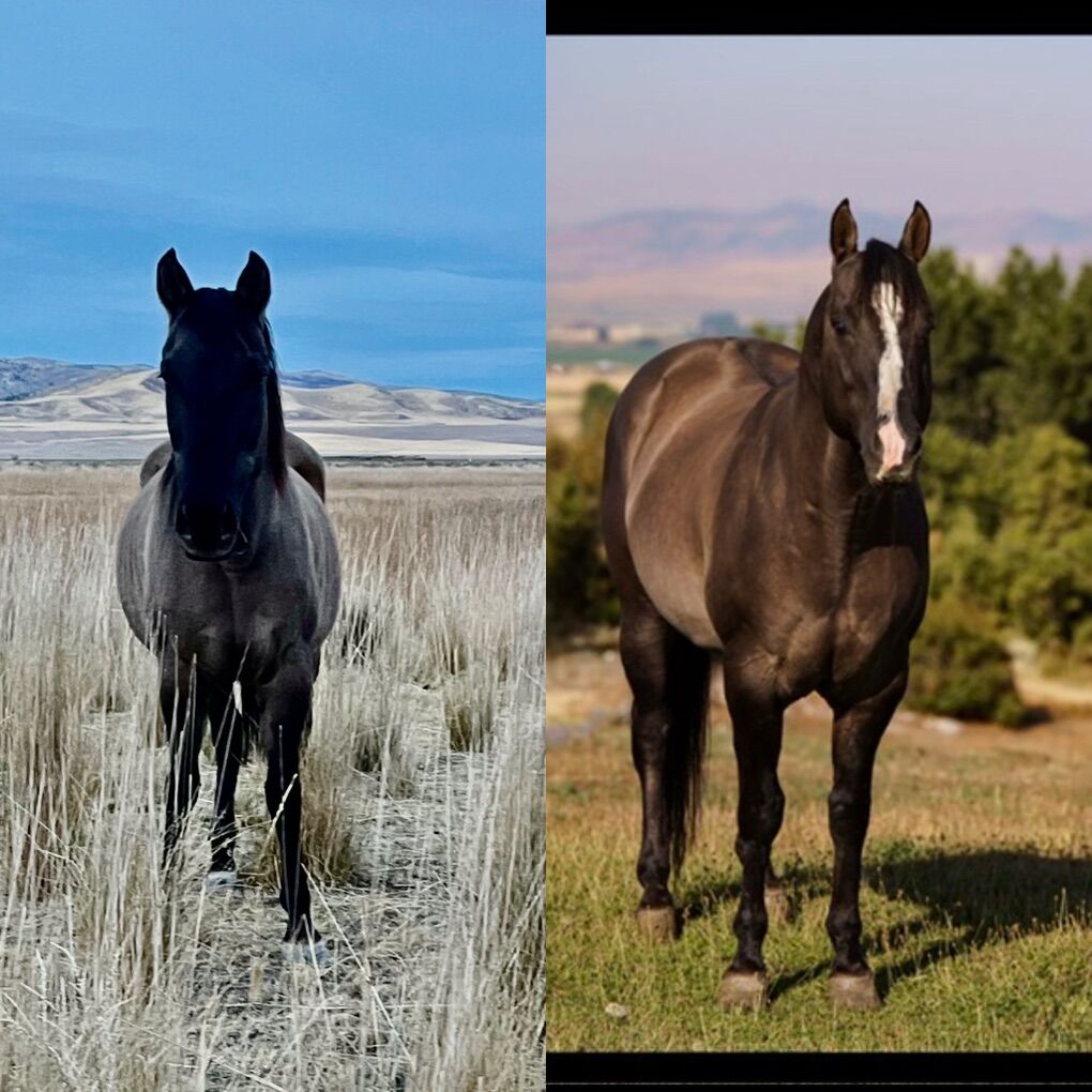 100% AQHA Grulla In-Utero foal Due 3/24