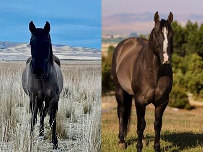 100% AQHA Grulla In-Utero foal Due 3/24