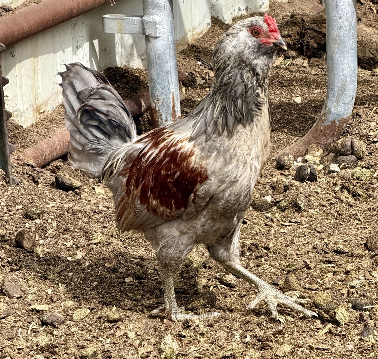 Free Cockerel