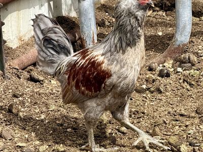 Free Cockerel