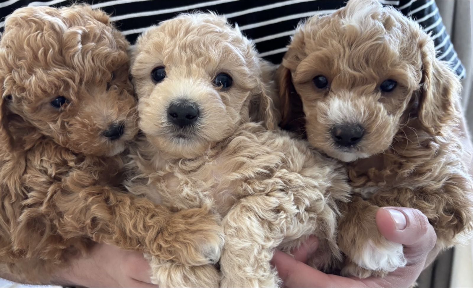 Toy golden/aussie doodles