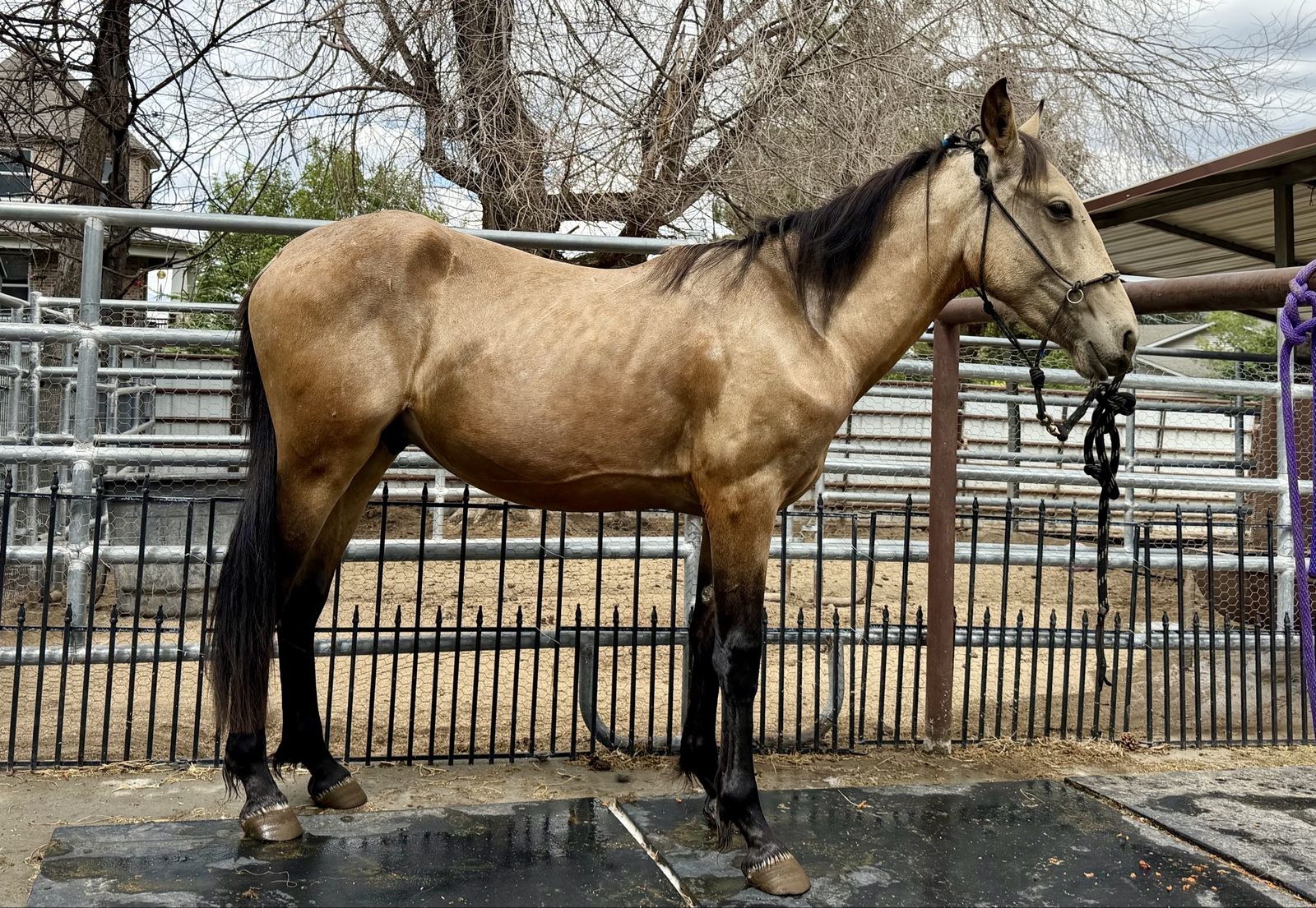 Yearling Buckskin Colt - Quarter Horse/Tennessee Walker Cross,Well-started groundwork